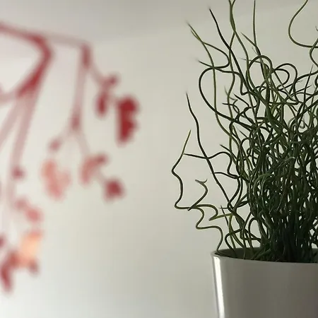 Filinhome Teleckog * Novi Sad